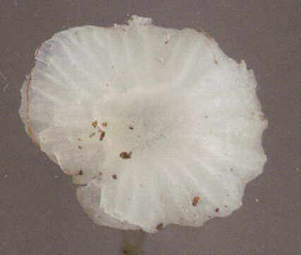 Image of Hemimycena candida (Bres.) Singer 1943