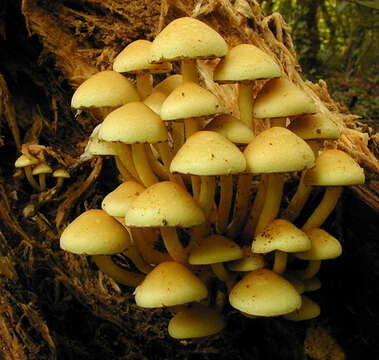 Imagem de Hypholoma fasciculare (Huds.) P. Kumm. 1871