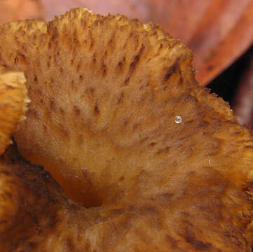 Image of Funnel Chanterelle