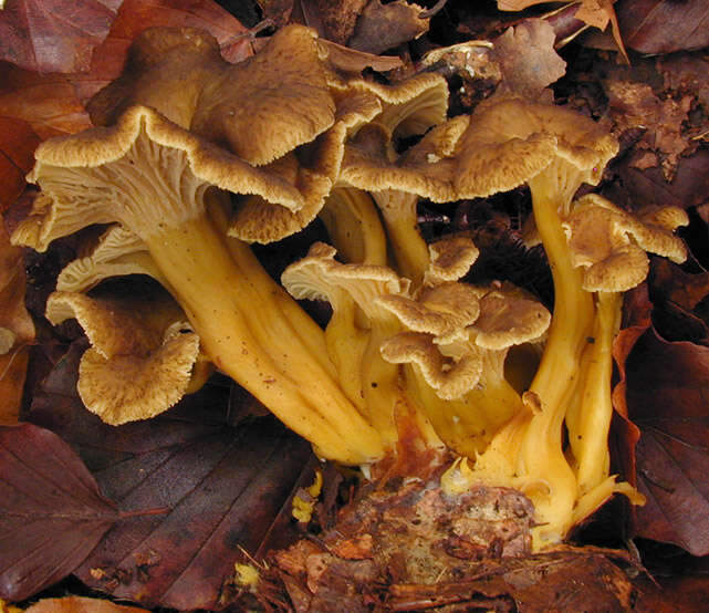 Image of Funnel Chanterelle