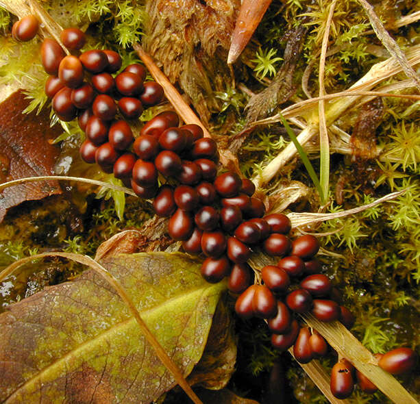 Image of Egg-shell Slime Mould