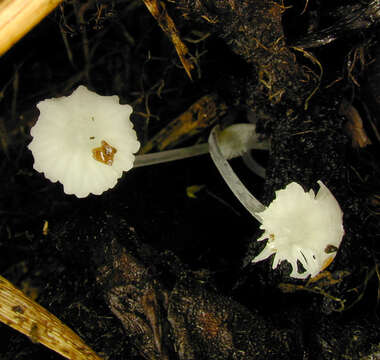 Image of Hemimycena candida (Bres.) Singer 1943