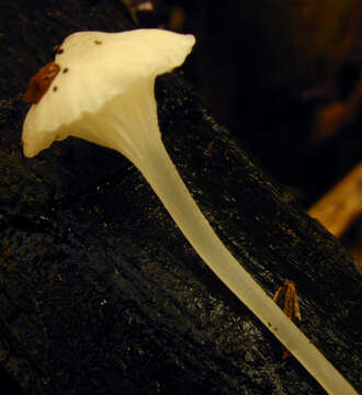 Image of Hemimycena candida (Bres.) Singer 1943