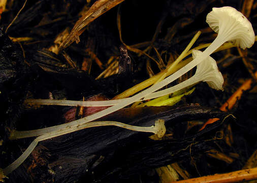 Image of Hemimycena candida (Bres.) Singer 1943