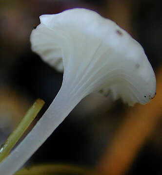 Image of Hemimycena candida (Bres.) Singer 1943