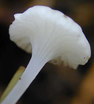 Image of Hemimycena candida (Bres.) Singer 1943