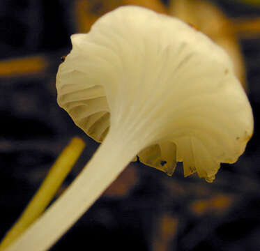 Image of Hemimycena candida (Bres.) Singer 1943