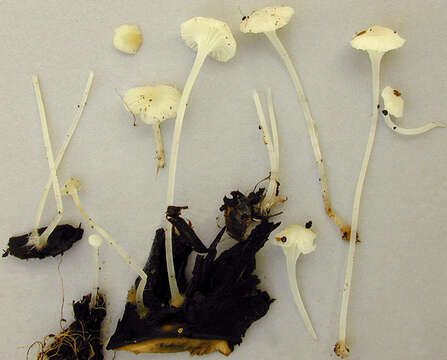 Image of Hemimycena candida (Bres.) Singer 1943