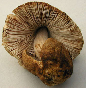 Image of Volvariella caesiotincta P. D. Orton 1974