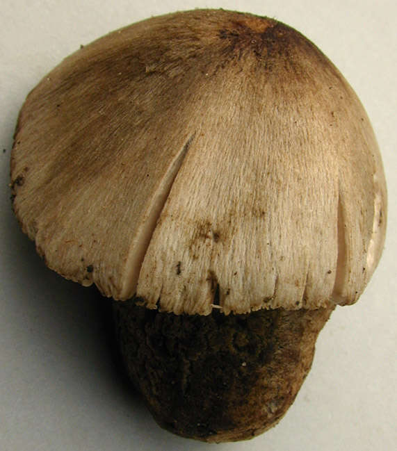 Image of Volvariella caesiotincta P. D. Orton 1974