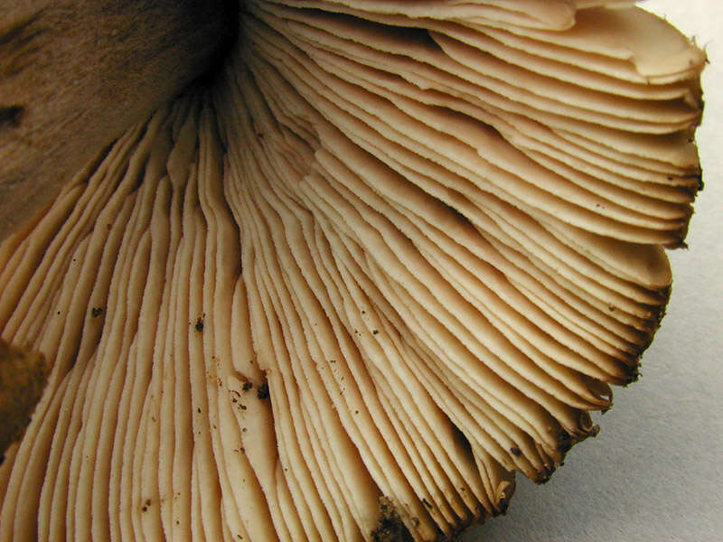 Image of Volvariella caesiotincta P. D. Orton 1974