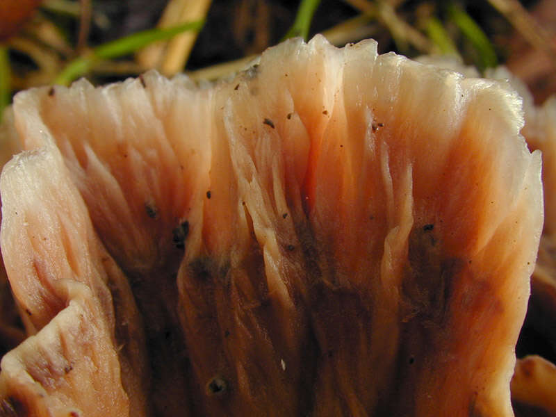 Image of Podoscypha multizonata (Berk. & Broome) Pat. 1928