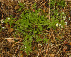 Image of Viola tricolor subsp. tricolor