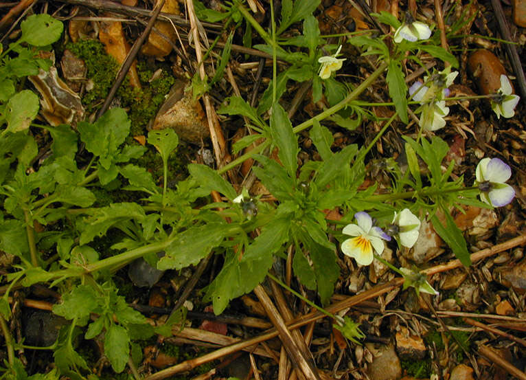 Image of Viola tricolor subsp. tricolor