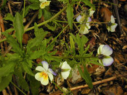 Image of Viola tricolor subsp. tricolor