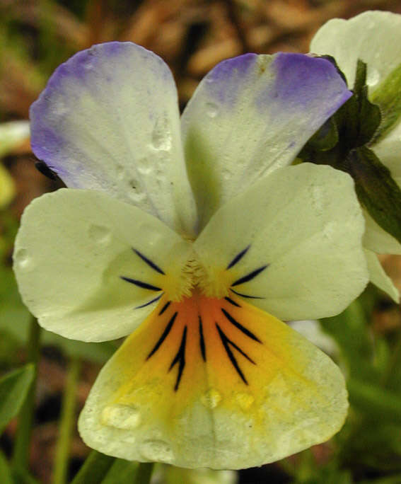 Image of Viola tricolor subsp. tricolor