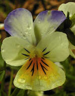 Image of Viola tricolor subsp. tricolor