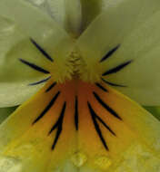 Image of Viola tricolor subsp. tricolor