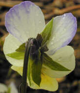 Image of Viola tricolor subsp. tricolor