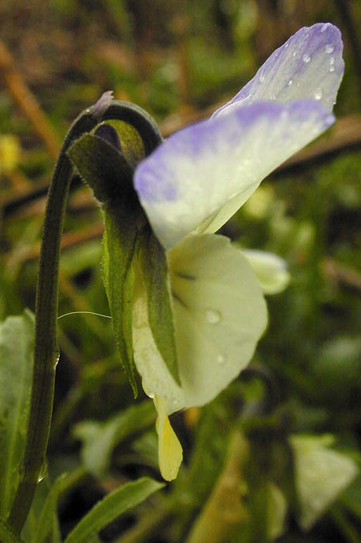 Image of Viola tricolor subsp. tricolor