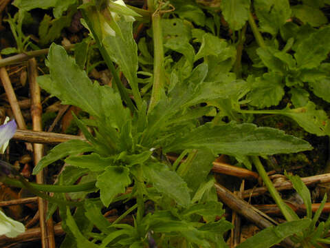 Image of Viola tricolor subsp. tricolor