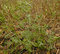 Image of Senecio vulgaris subsp. vulgaris