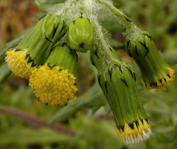 Image of Senecio vulgaris subsp. vulgaris