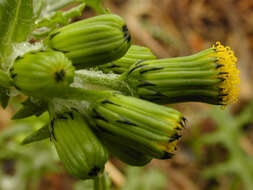 Image of Senecio vulgaris subsp. vulgaris