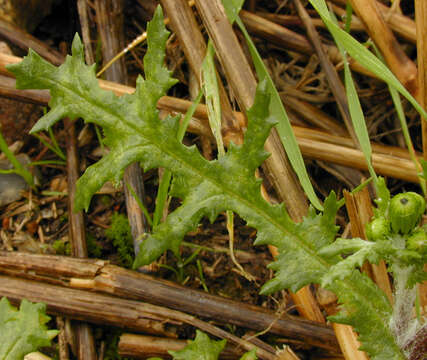 Image of Senecio vulgaris subsp. vulgaris