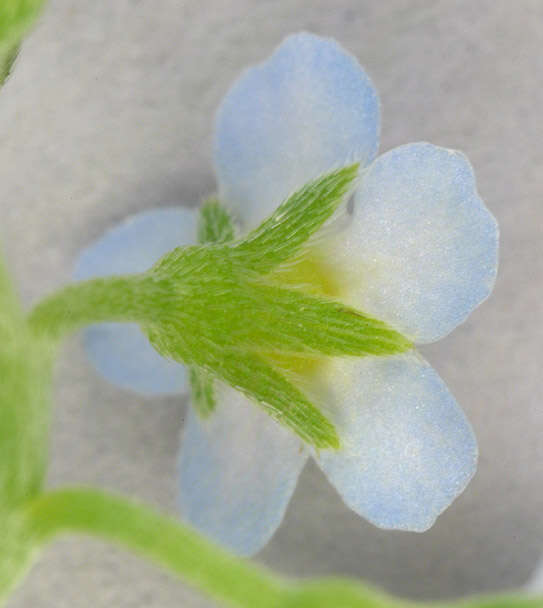 Слика од Myosotis secunda A. Murray