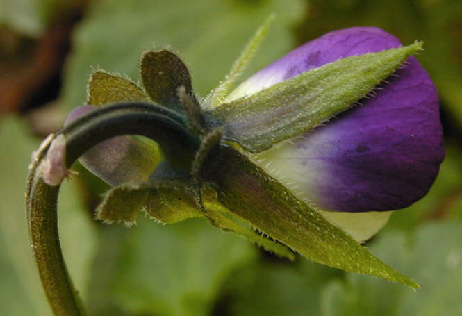 Image of Viola tricolor subsp. tricolor