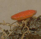 Image of Scutellinia superba (Velen.) Le Gal 1964