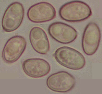 Imagem de Volvariella caesiotincta P. D. Orton 1974