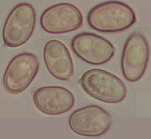 Image of Volvariella caesiotincta P. D. Orton 1974