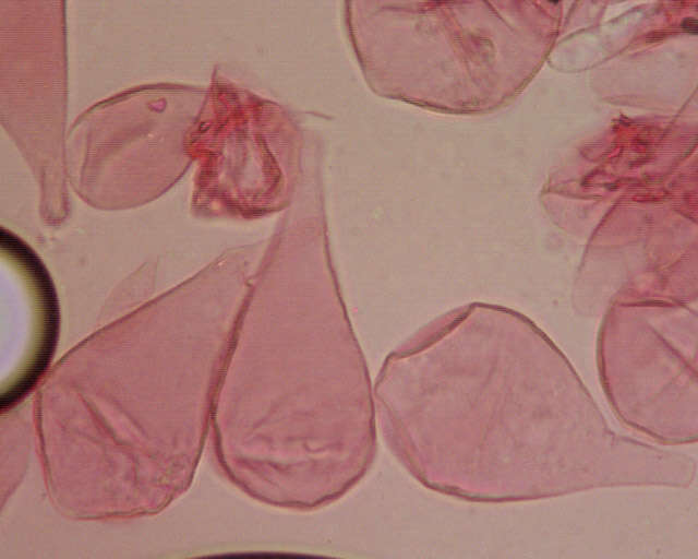 Image of Volvariella caesiotincta P. D. Orton 1974