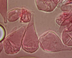 Image of Volvariella caesiotincta P. D. Orton 1974