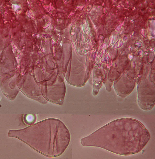 Image of Volvariella caesiotincta P. D. Orton 1974