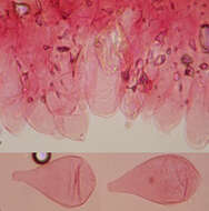 Image of Volvariella caesiotincta P. D. Orton 1974