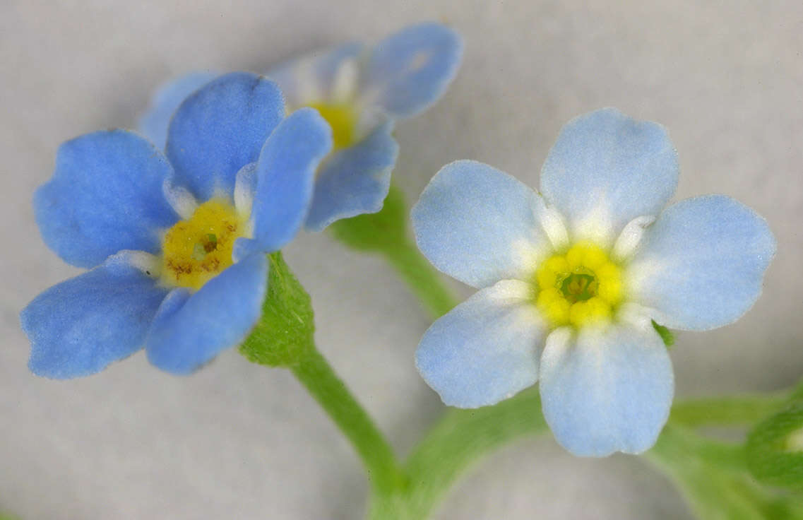 Слика од Myosotis secunda A. Murray