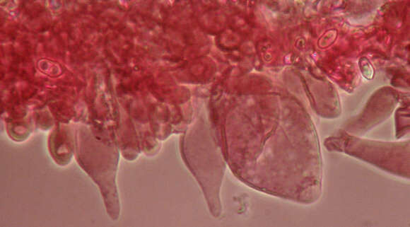 Image of Volvariella caesiotincta P. D. Orton 1974