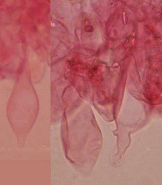 Image of Volvariella caesiotincta P. D. Orton 1974