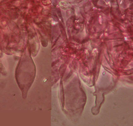 Image of Volvariella caesiotincta P. D. Orton 1974