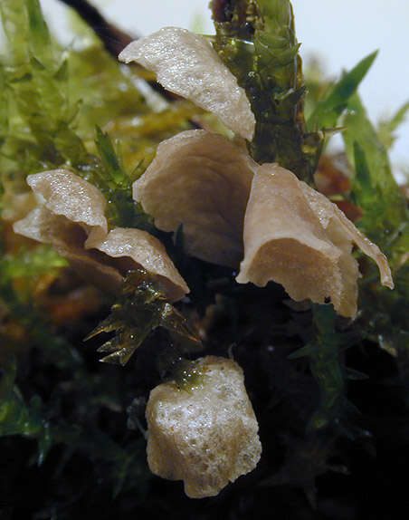 Image of Small Moss Oysterling