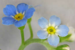 Слика од Myosotis secunda A. Murray