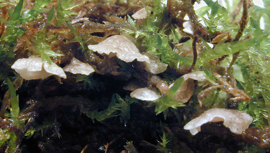 Image of Small Moss Oysterling