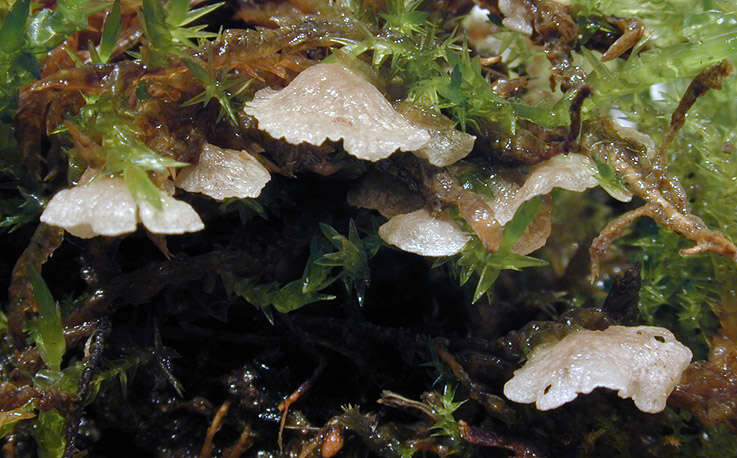 Image of Small Moss Oysterling