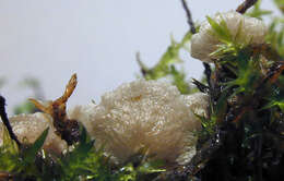 Image of Small Moss Oysterling