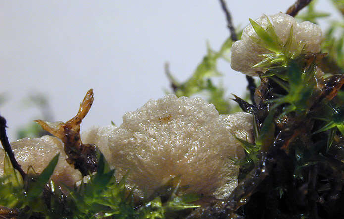 Image of Small Moss Oysterling