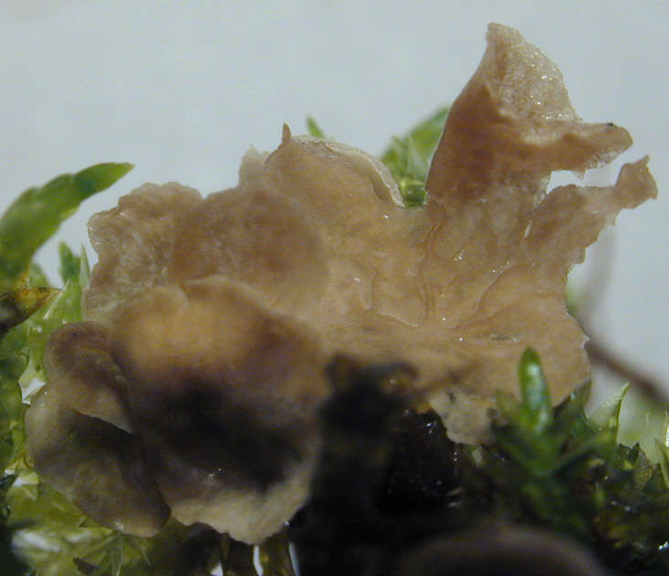 Image of Small Moss Oysterling