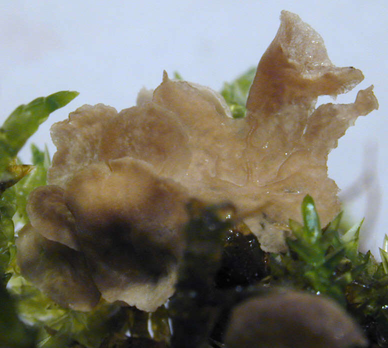 Image of Small Moss Oysterling